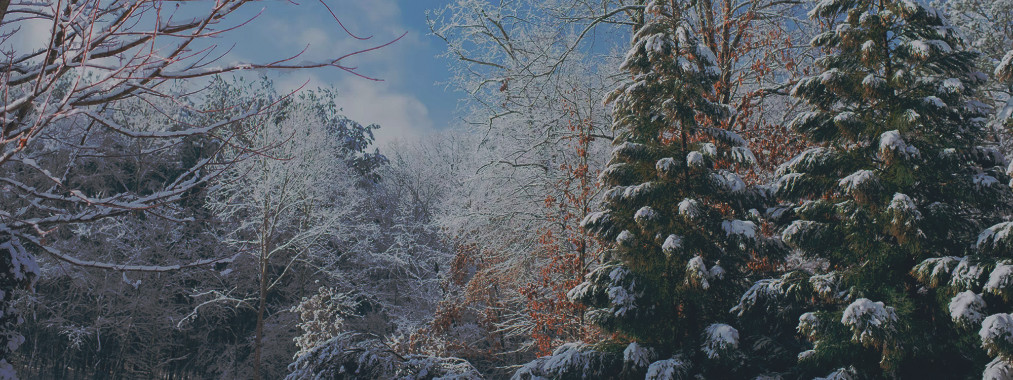 CHRISTMAS 2025*Check out what we have planned this Christmas*Learn More